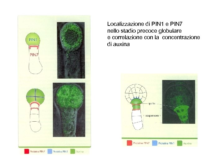 Localizzazione di PIN 1 e PIN 7 nello stadio precoce globulare e correlazione con