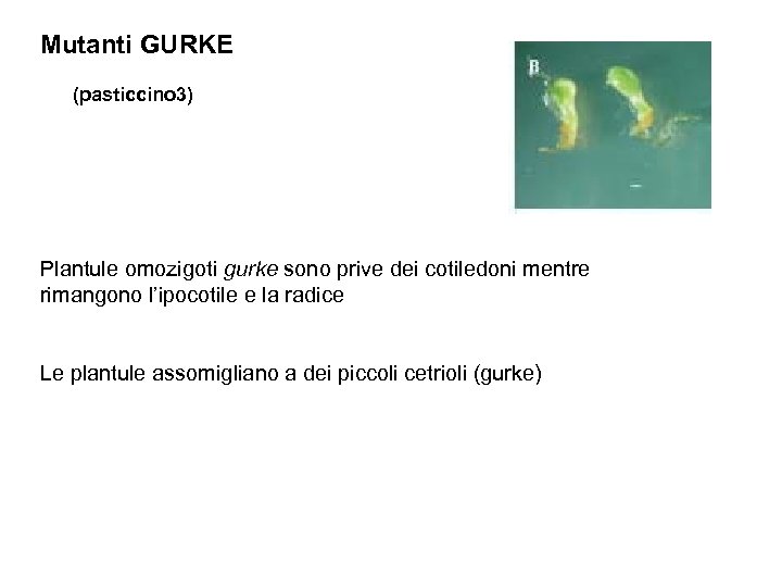 Mutanti GURKE (pasticcino 3) Plantule omozigoti gurke sono prive dei cotiledoni mentre rimangono l’ipocotile