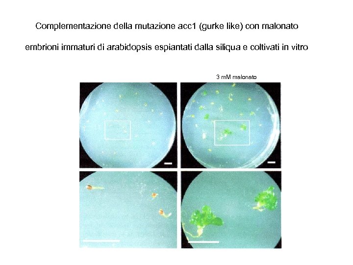 Complementazione della mutazione acc 1 (gurke like) con malonato embrioni immaturi di arabidopsis espiantati