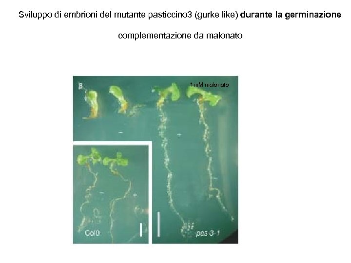 Sviluppo di embrioni del mutante pasticcino 3 (gurke like) durante la germinazione complementazione da