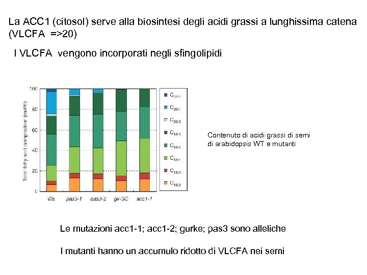 La ACC 1 (citosol) serve alla biosintesi degli acidi grassi a lunghissima catena (VLCFA