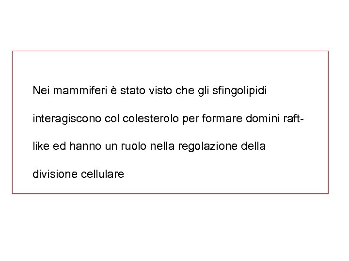 Nei mammiferi è stato visto che gli sfingolipidi interagiscono colesterolo per formare domini raftlike