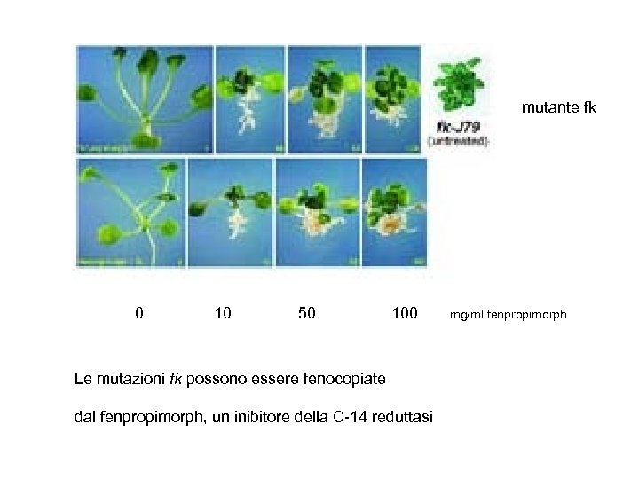 mutante fk 0 10 50 100 Le mutazioni fk possono essere fenocopiate dal fenpropimorph,