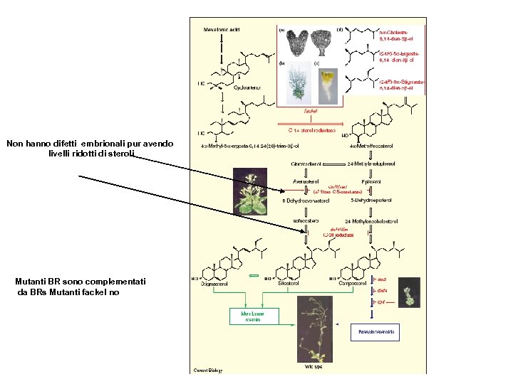 Non hanno difetti embrionali pur avendo livelli ridotti di steroli Mutanti BR sono complementati
