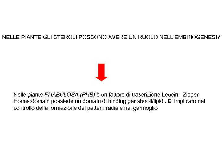 NELLE PIANTE GLI STEROLI POSSONO AVERE UN RUOLO NELL’EMBRIOGENESI? Nelle piante PHABULOSA (PHB) è