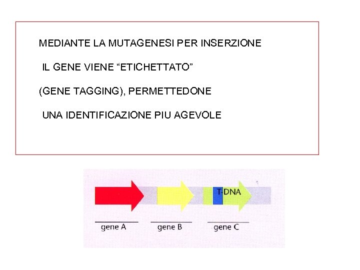 MEDIANTE LA MUTAGENESI PER INSERZIONE IL GENE VIENE “ETICHETTATO” (GENE TAGGING), PERMETTEDONE UNA IDENTIFICAZIONE