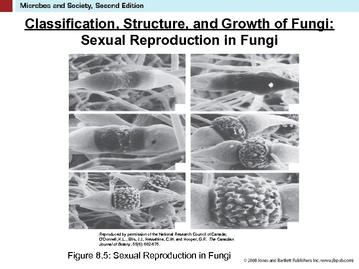 Classification, Structure, and Growth of Fungi: Sexual Reproduction in Fungi Reproduced by permission of