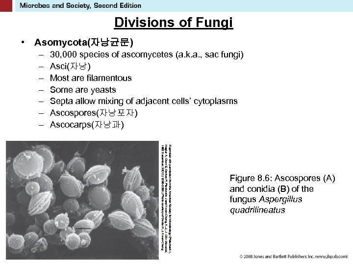 Divisions of Fungi • Asomycota(자낭균문) – – – – 30, 000 species of ascomycetes