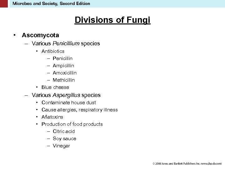 Divisions of Fungi • Ascomycota – Various Penicillium species • Antibiotics – Penicillin –