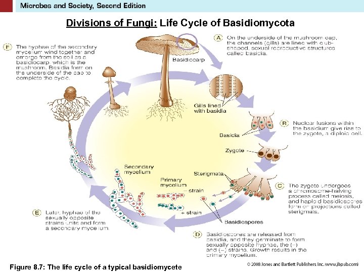 Divisions of Fungi: Life Cycle of Basidiomycota Figure 8. 7: The life cycle of