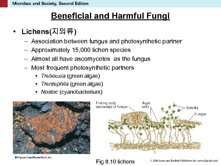 Beneficial and Harmful Fungi • Lichens(지의류) – – Association between fungus and photosynthetic partner