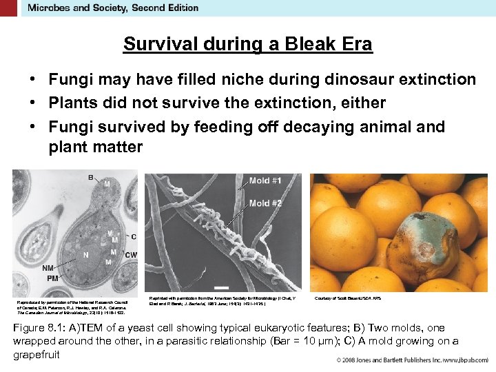 Survival during a Bleak Era • Fungi may have filled niche during dinosaur extinction