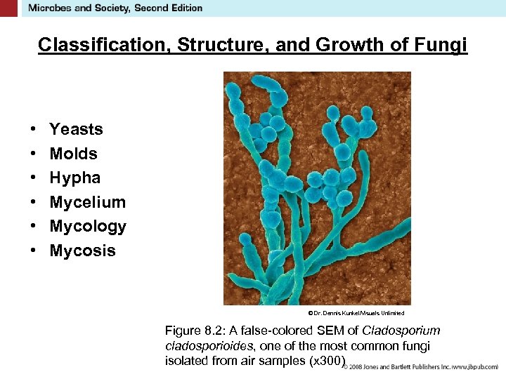Classification, Structure, and Growth of Fungi • • • Yeasts Molds Hypha Mycelium Mycology