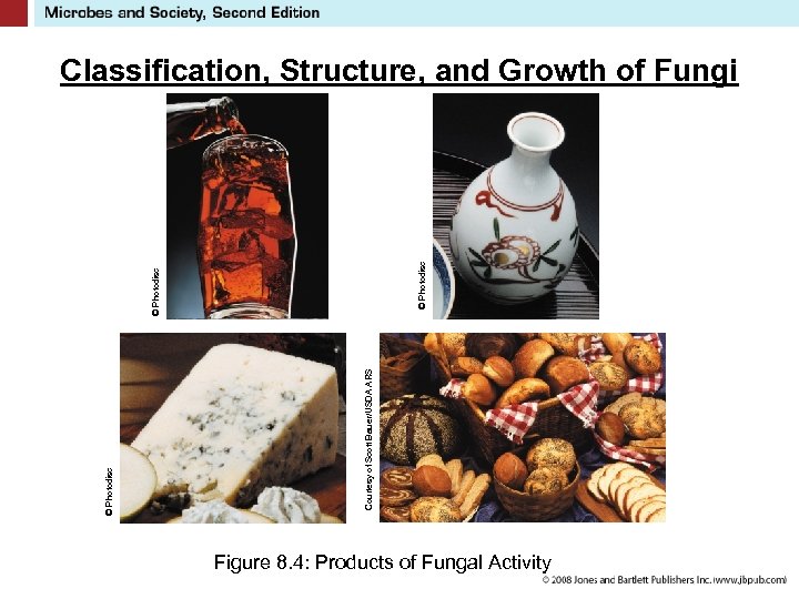 Courtesy of Scott Bauer/USDA ARS © Photodisc Classification, Structure, and Growth of Fungi Figure