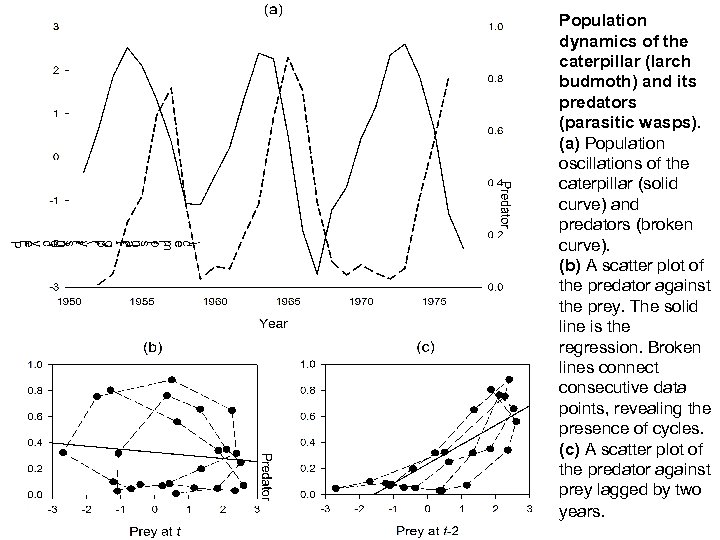 Population dynamics of the caterpillar (larch budmoth) and its predators (parasitic wasps). (a) Population