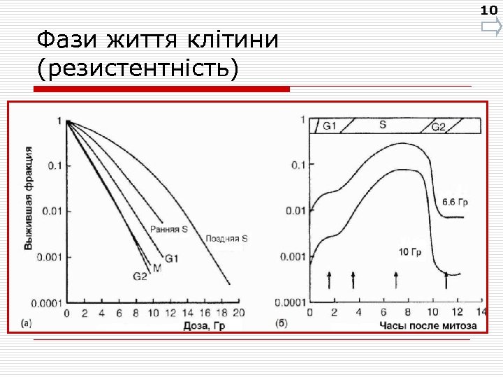 10 Фази життя клітини (резистентність) 