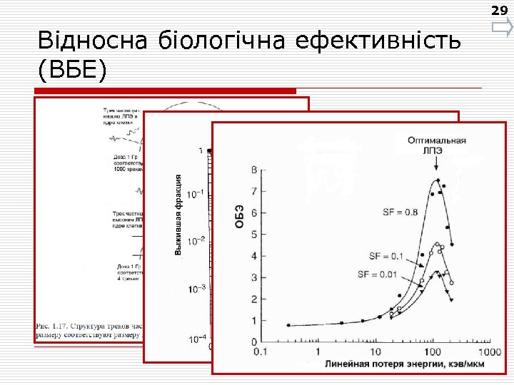 29 Відносна біологічна ефективність (ВБЕ) 