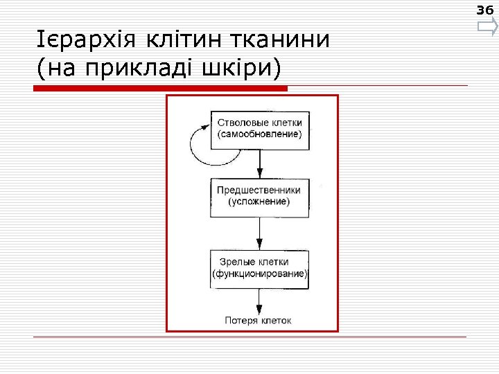 36 Ієрархія клітин тканини (на прикладі шкіри) 
