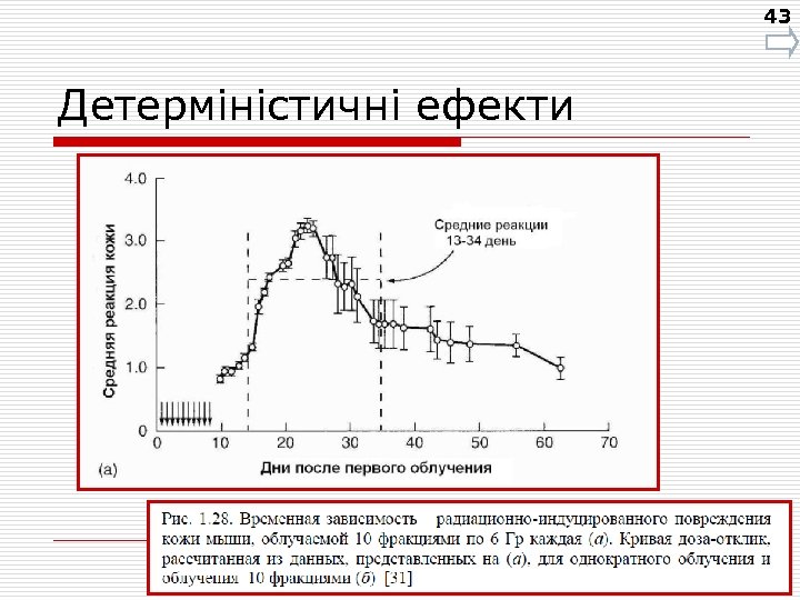 43 Детерміністичні ефекти 