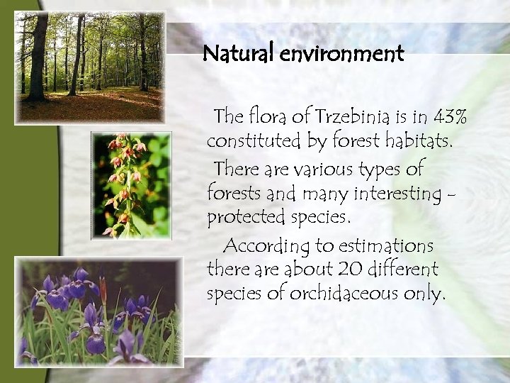 Natural environment The flora of Trzebinia is in 43% constituted by forest habitats. There