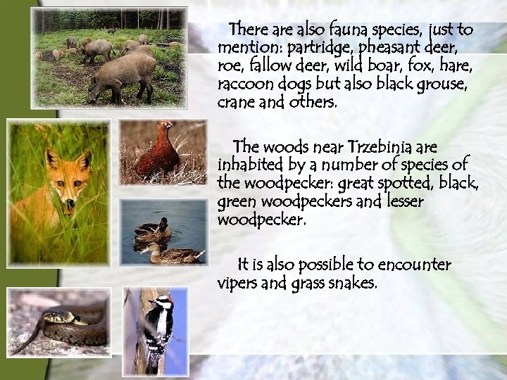 There also fauna species, just to mention: partridge, pheasant deer, roe, fallow deer, wild