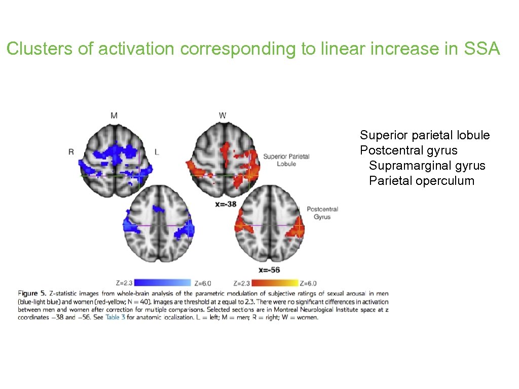 Clusters of activation corresponding to linear increase in SSA Superior parietal lobule Postcentral gyrus