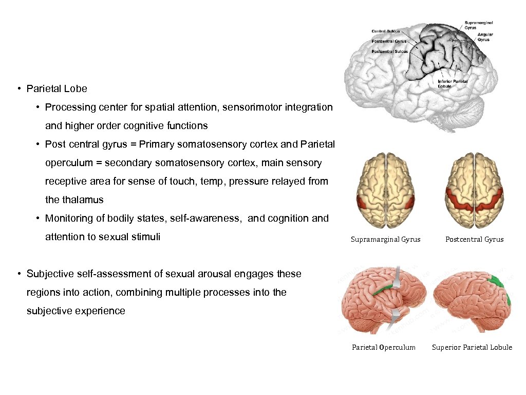  • Parietal Lobe • Processing center for spatial attention, sensorimotor integration and higher
