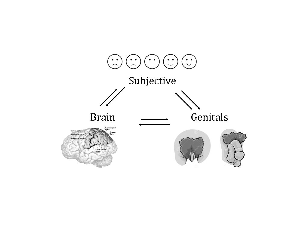 Subjective Brain Genitals 