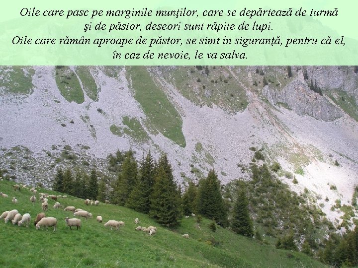Oile care pasc pe marginile munţilor, care se depărtează de turmă şi de păstor,