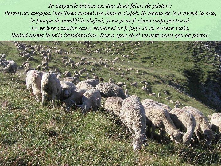 În timpurile biblice existau două feluri de păstori: Pentru cel angajat, îngrijirea turmei era