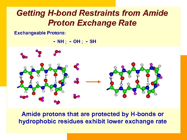 Getting H-bond Restraints from Amide Proton Exchange Rate Exchangeable Protons: － NH ; －