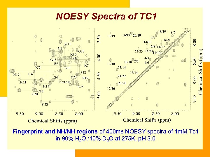 NOESY Spectra of TC 1 Fingerprint and NH/NH regions of 400 ms NOESY spectra