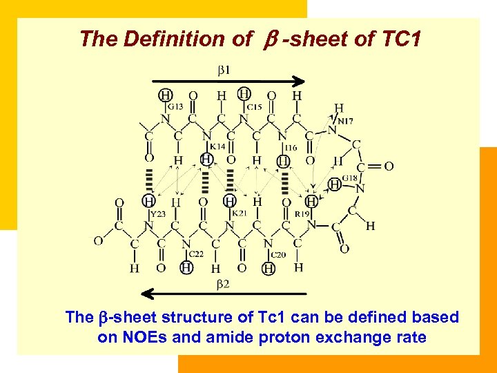 The Definition of b -sheet of TC 1 The -sheet structure of Tc 1