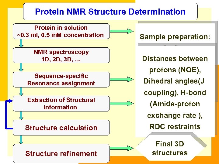 Protein NMR Structure Determination Protein in solution ~0. 3 ml, 0. 5 m. M