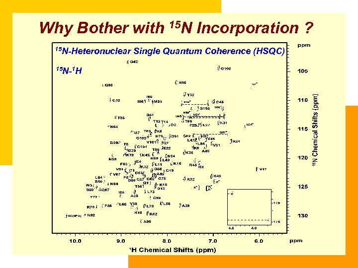 Why Bother with 15 N Incorporation ? 15 N-Heteronuclear 15 N-1 H Single Quantum