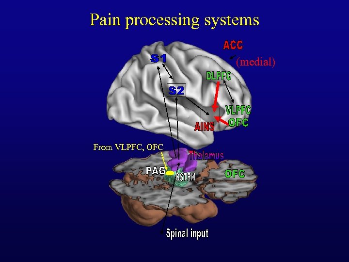 Pain processing systems (medial) From VLPFC, OFC 