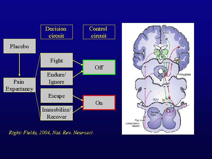 Decision circuit Control circuit Placebo Fight Off Pain Expectancy Endure/ Ignore Escape On Immobilize/