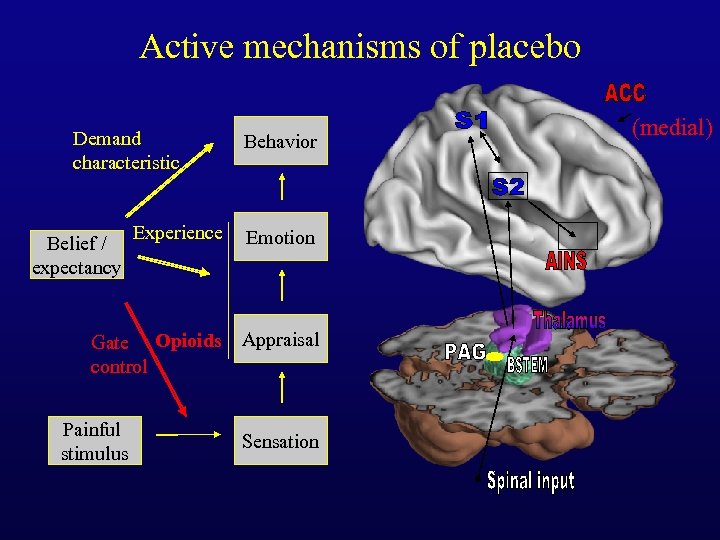 Active mechanisms of placebo Demand characteristic Belief / expectancy Experience Behavior Emotion Gate Opioids
