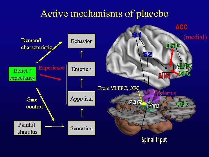 Active mechanisms of placebo Demand characteristic Belief / expectancy Experience (medial) Behavior Emotion From
