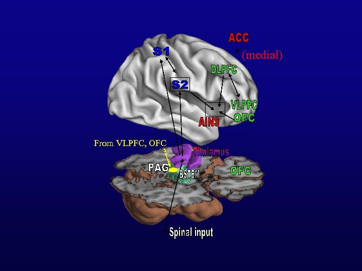 (medial) From VLPFC, OFC 
