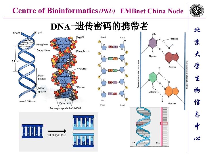 DNA-遗传密码的携带者 