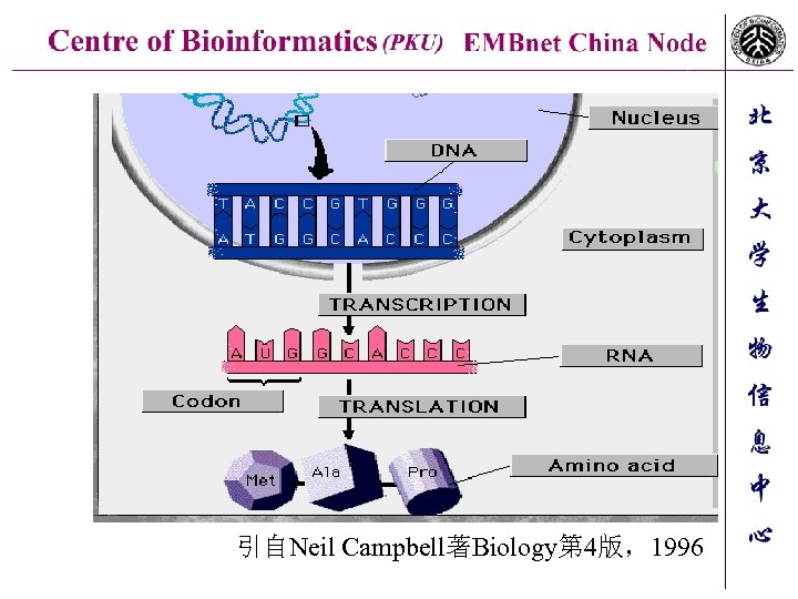 引自Neil Campbell著Biology第 4版，1996 