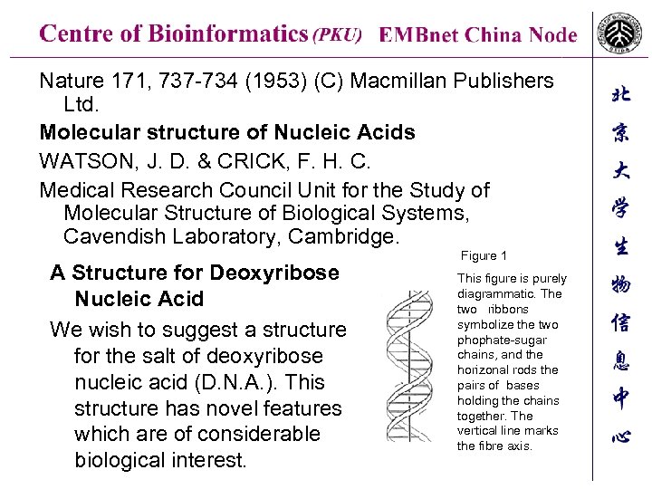 Nature 171, 737 -734 (1953) (C) Macmillan Publishers Ltd. Molecular structure of Nucleic Acids