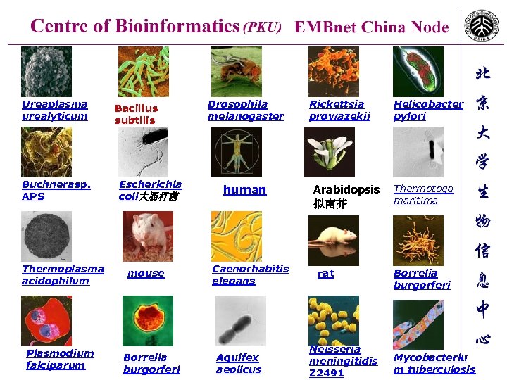 Ureaplasma urealyticum Buchnerasp. APS Thermoplasma acidophilum Plasmodium falciparum Bacillus subtilis Escherichia coli大肠杆菌 mouse Borrelia
