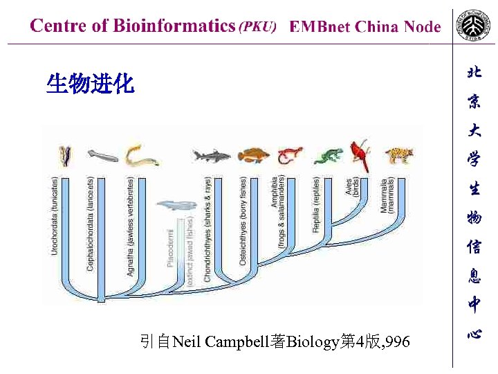 生物进化 引自Neil Campbell著Biology第 4版, 996 