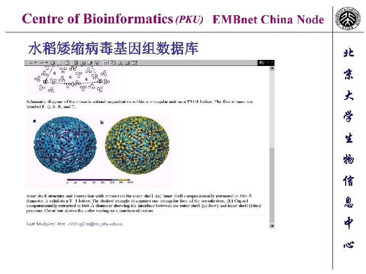 水稻矮缩病毒基因组数据库 