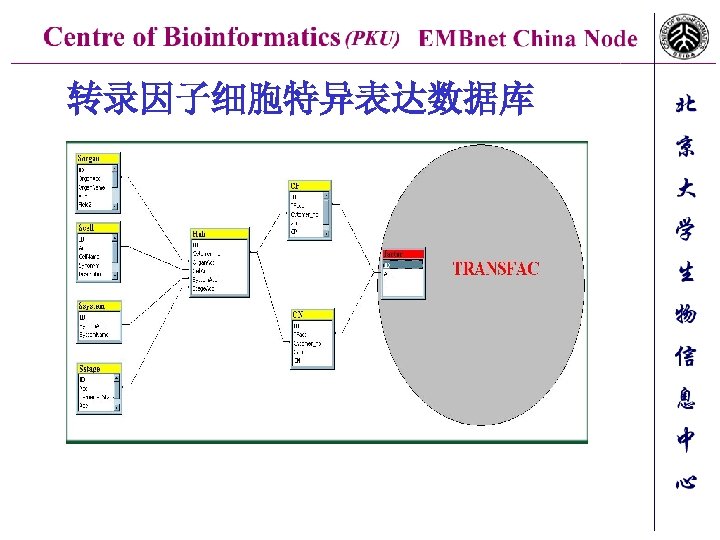 转录因子细胞特异表达数据库 