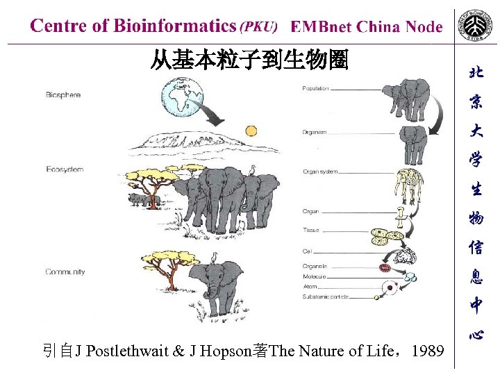 从基本粒子到生物圈 引自J Postlethwait & J Hopson著The Nature of Life，1989 