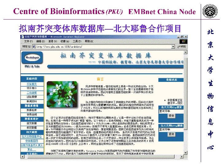 拟南芥突变体库数据库—北大耶鲁合作项目 