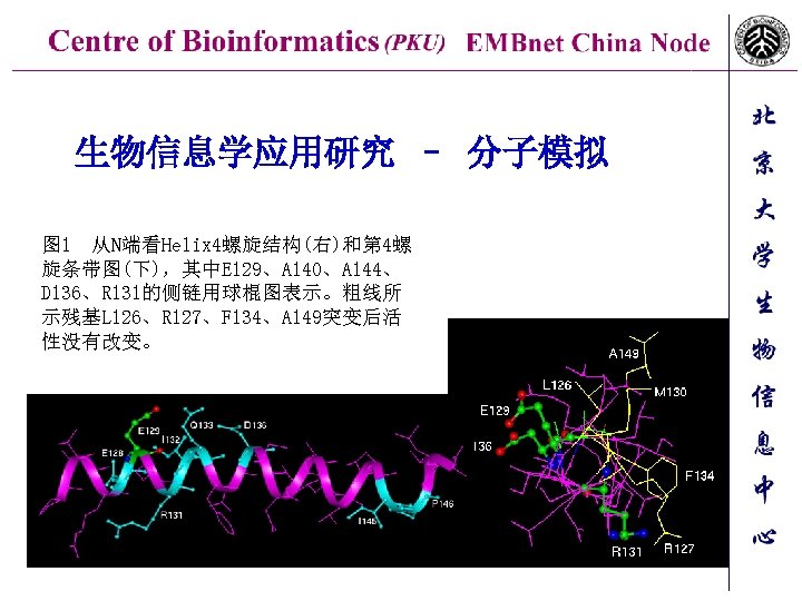 生物信息学应用研究 – 分子模拟 图 1 从N端看Helix 4螺旋结构(右)和第 4螺 旋条带图(下)，其中E 129、A 140、A 144、 D 136、R